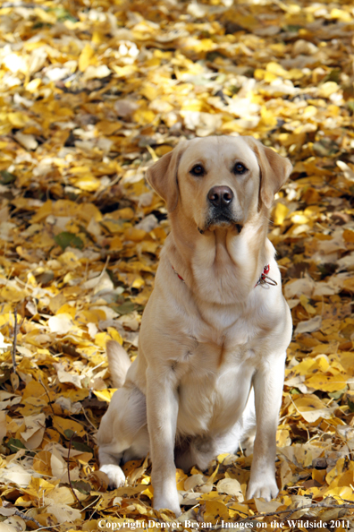 Yellow Labrador Retriever.