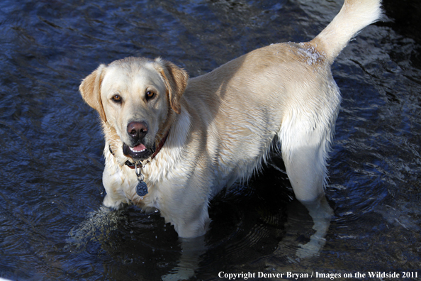 Yellow Labrador Retriever in water. 