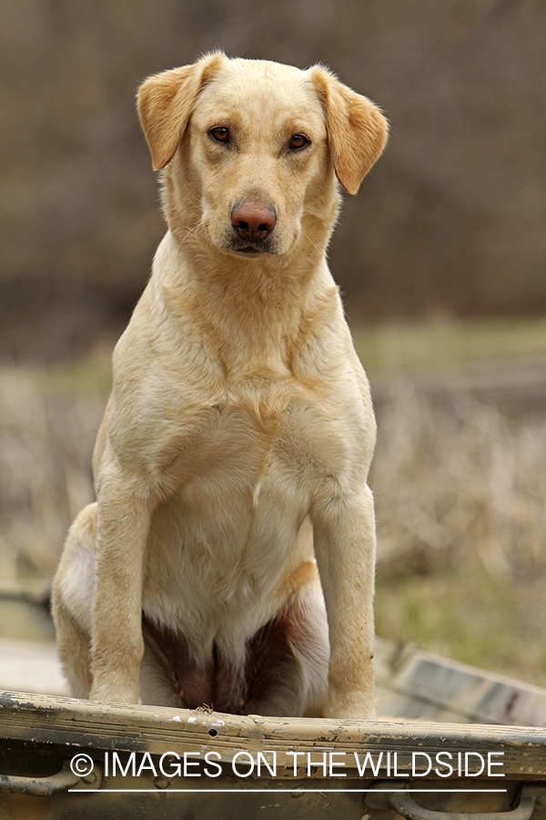 Yellow Labrador Retriever in field