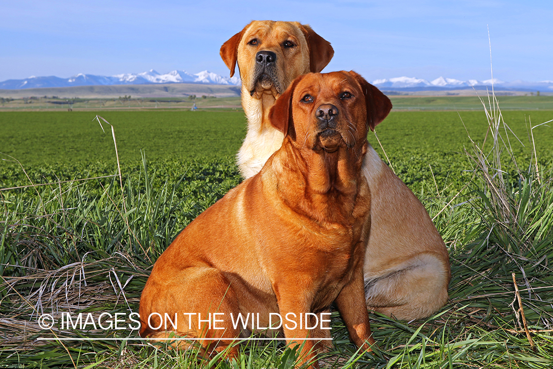 Yellow labs(fox color) in field.
