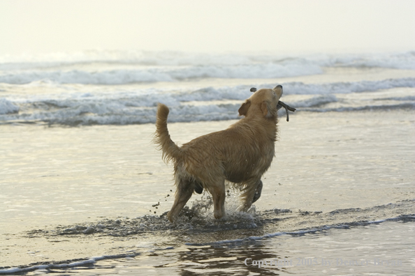 Golden Retriever fetching stick on beach.