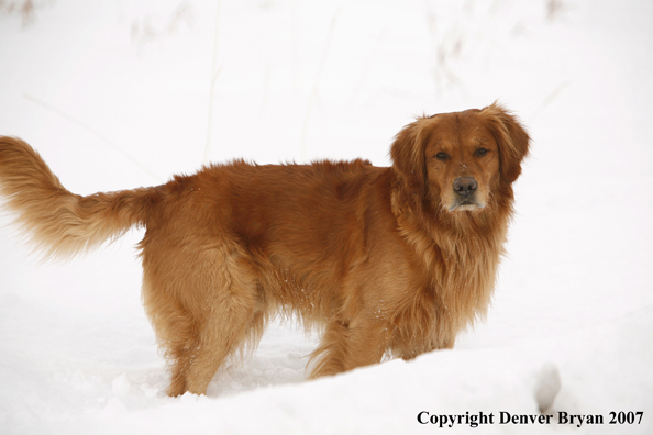 Golden Retriever in the snow.