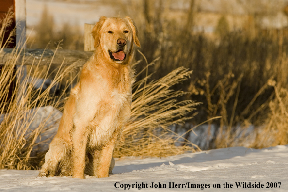 Golden Retriever