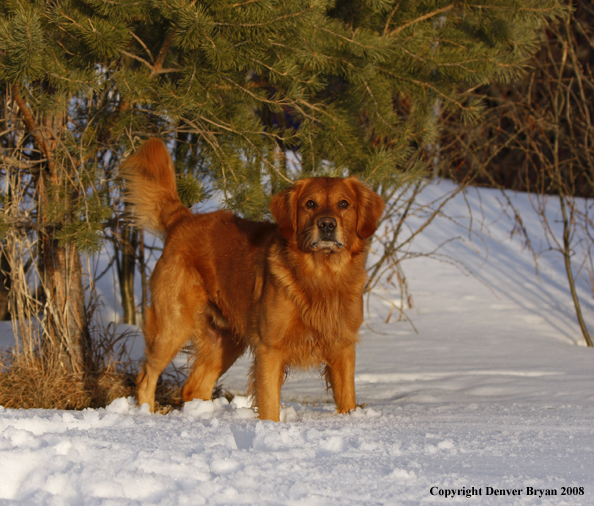 Golden Retriever in the winter