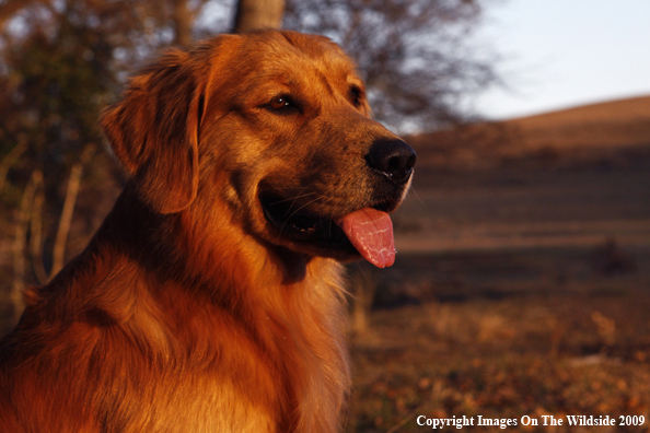 Golden Retriever in the Sunset