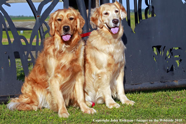Golden Retrievers