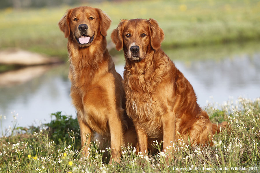 Golden Retrievers.