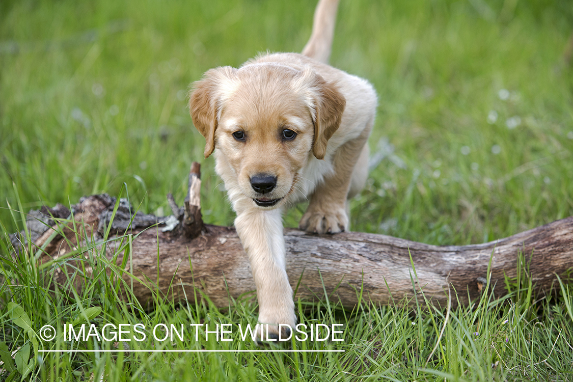 Golden Retriever Puppy