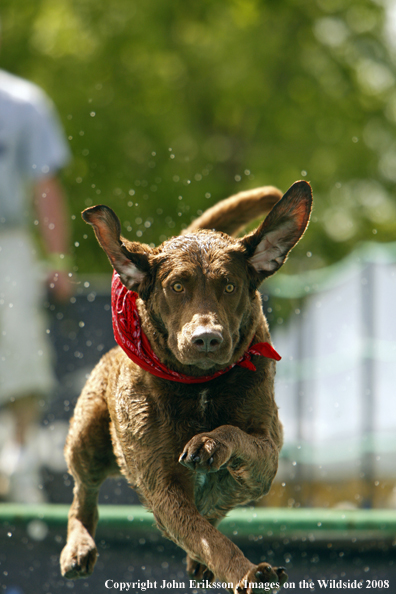 Chesapeake Bay Retriever jumping