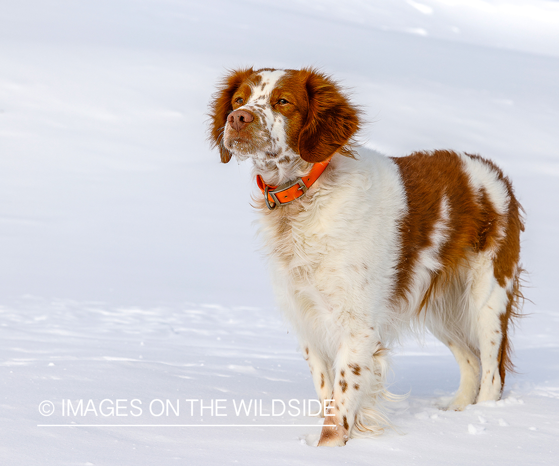 Brittany Spaniel in snow.