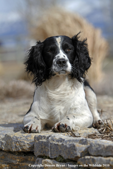 Springer Spaniel.