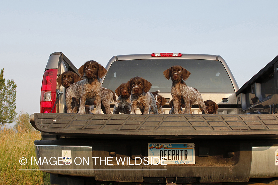 German Wirehair Pointer puppies in bed of pickup.
