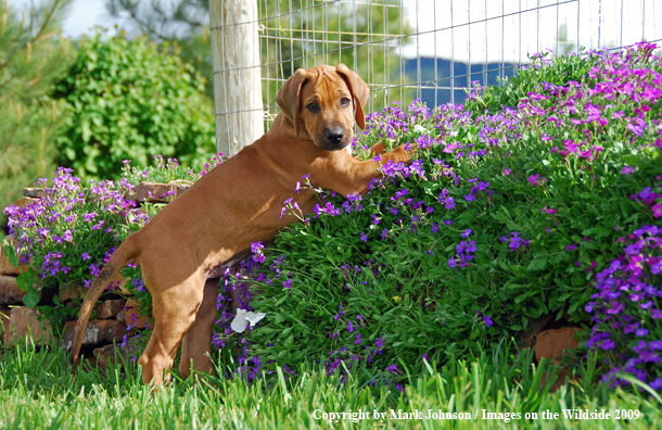 Rhodesian Ridgeback puppy in yard.