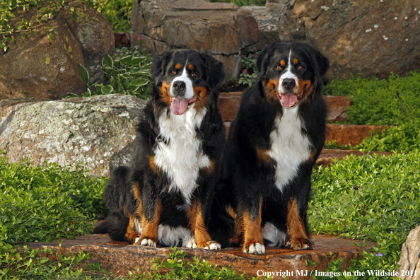 Bernese Mountain Dogs. 