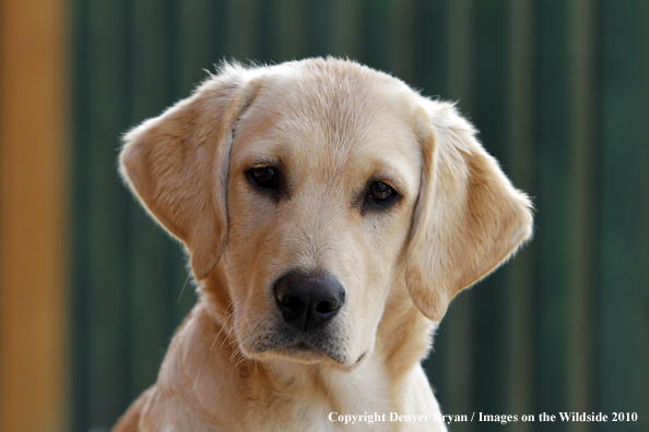 Yellow Labrador Retriever Puppy