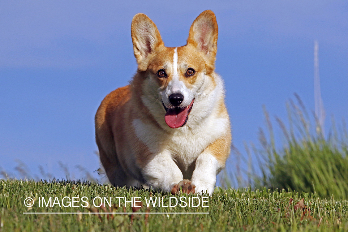 Welsh Corgi running in the grass.