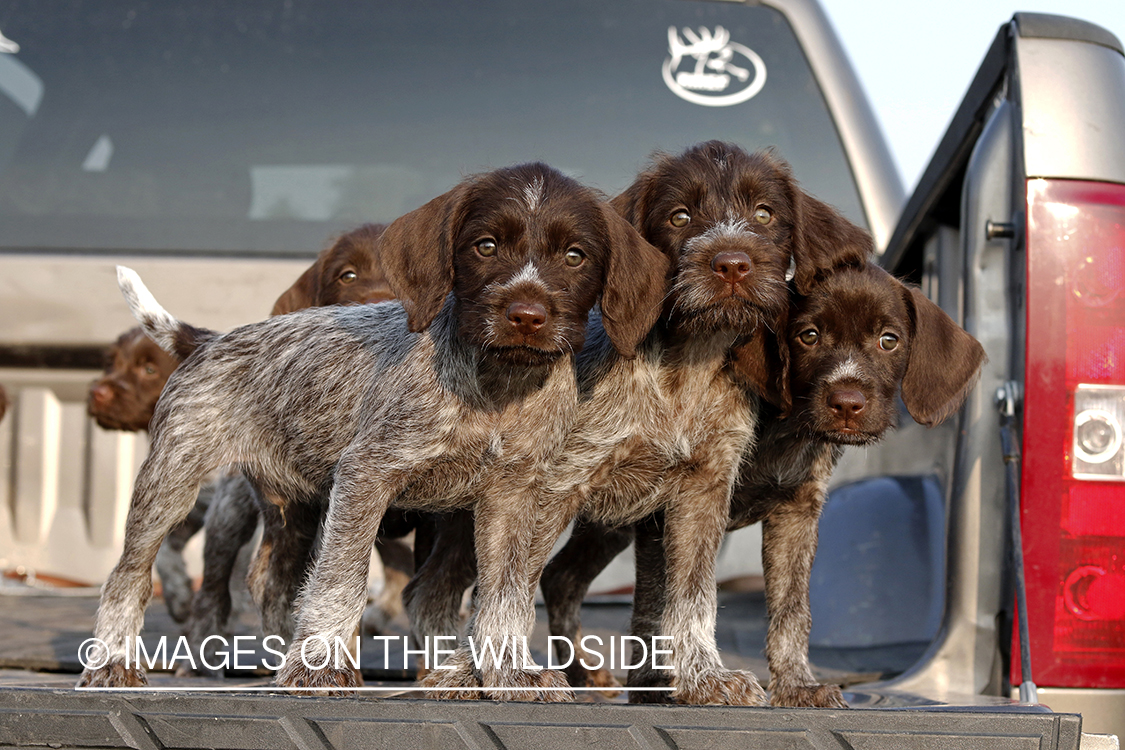 Wirehaired Pointing Griffon puppies in bed of pickup.