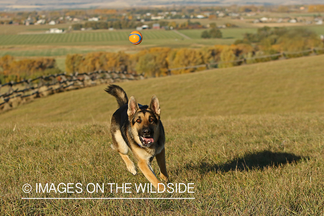 German Shepherd chasing ball.