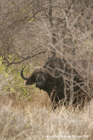 Cape Buffalo in field.