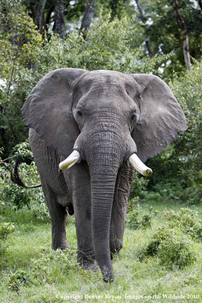 African Bull Elephant 