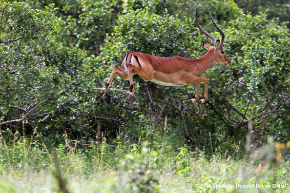 Ipala buck leaping (Africa)