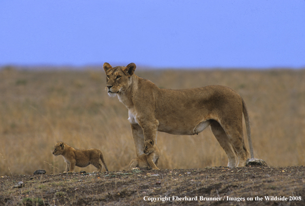 African Lioness with cubs