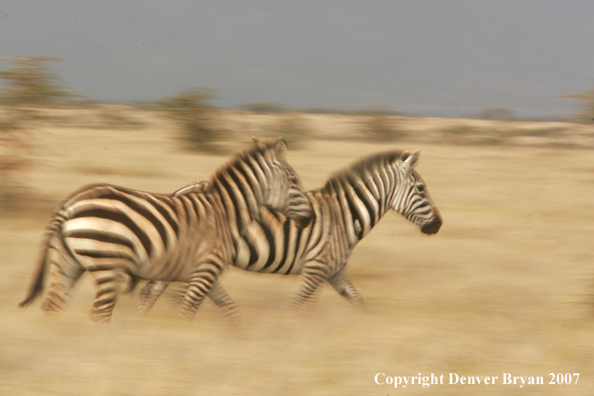Burchell's Zebra 