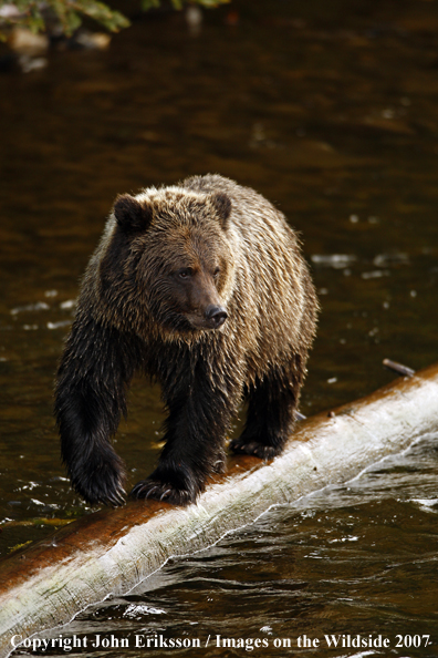 Grizzly/Brown Bear in habitat