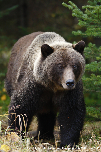 Grizzly bear in habitat
