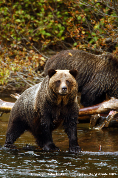 Brown/Grizzly Bear in habitat