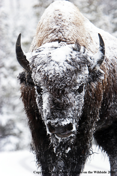 American Bison in winter habitat.
