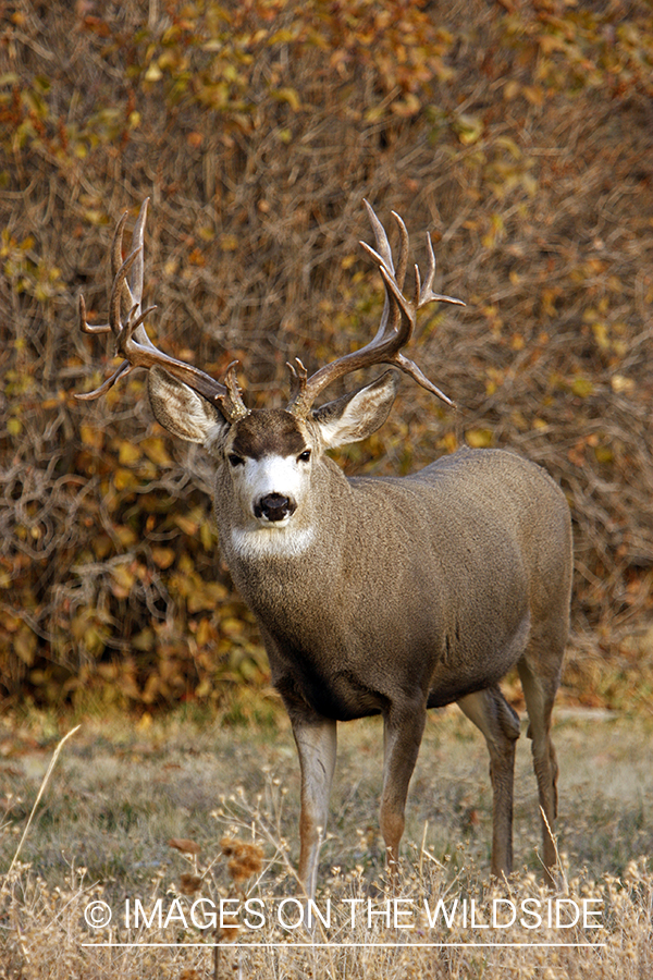 Mule deer 