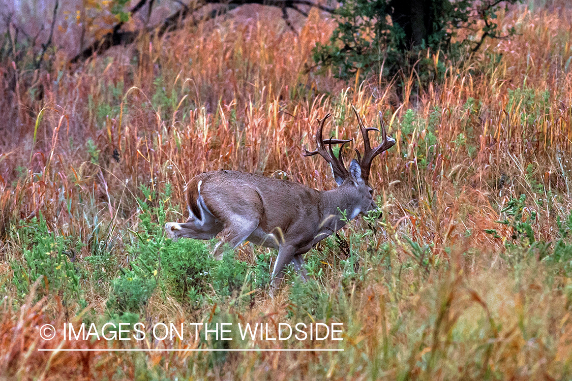 White-tailed buck in habitat.