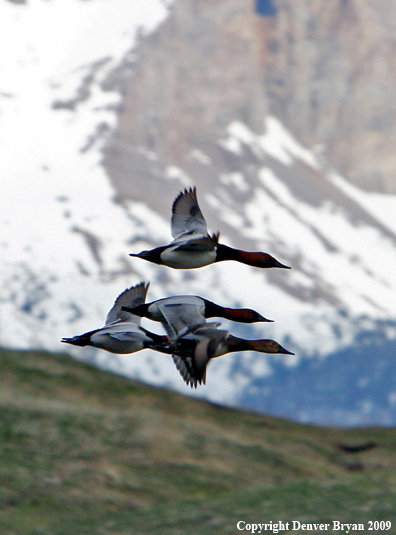 Canvasback Ducks in flight