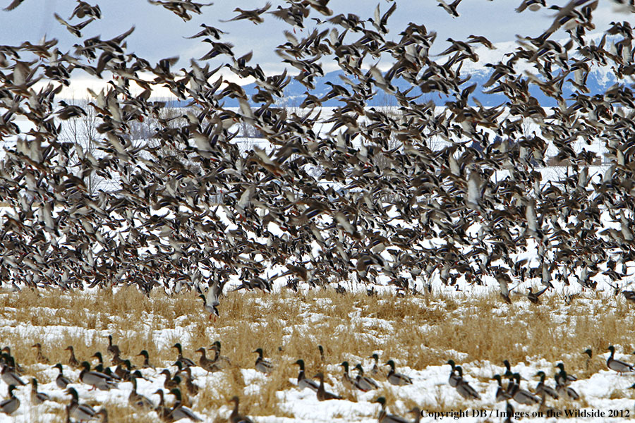 Large flock of Mallards in habitat.
