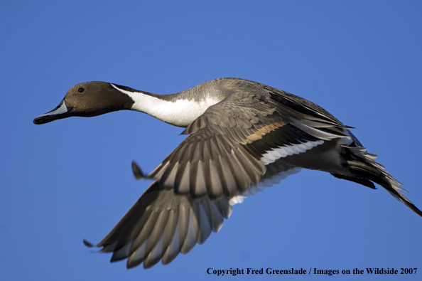 Pintail duck in habitat