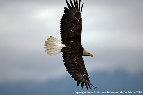 Bald Eagle flying
