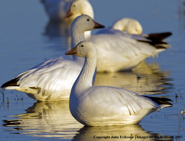 Snow geese in habitat