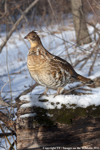 Ruffed Grouse in habitat. 