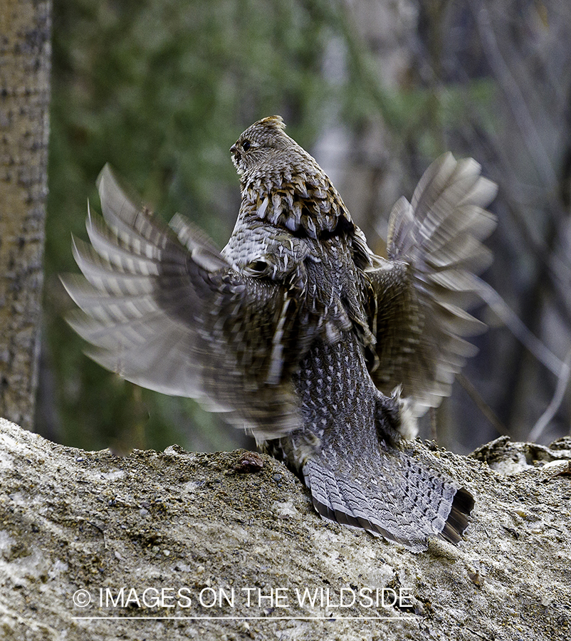 Ruffed Grouse