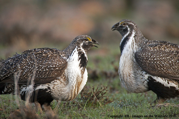 Sage Grouse displaying/strutting on breeding grounds