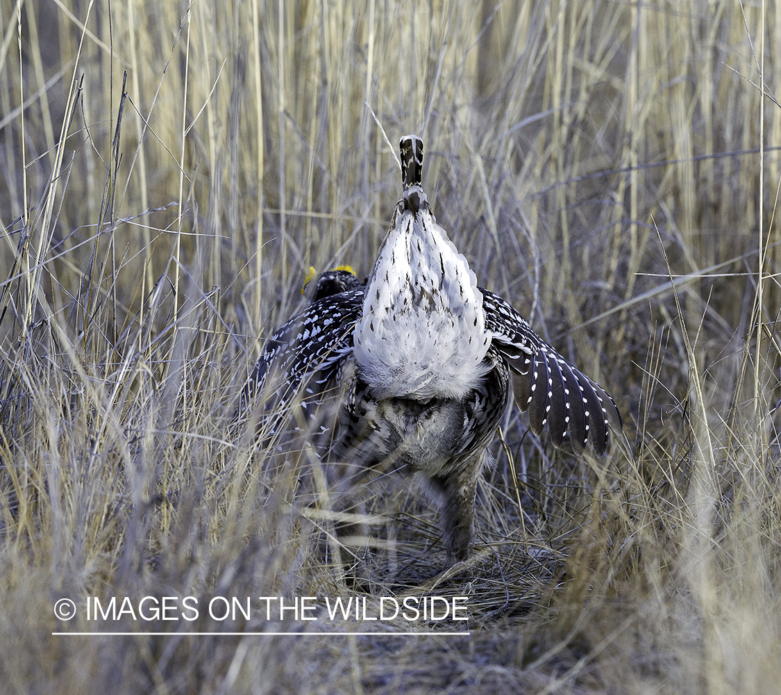 Sharp-tailed Grouse