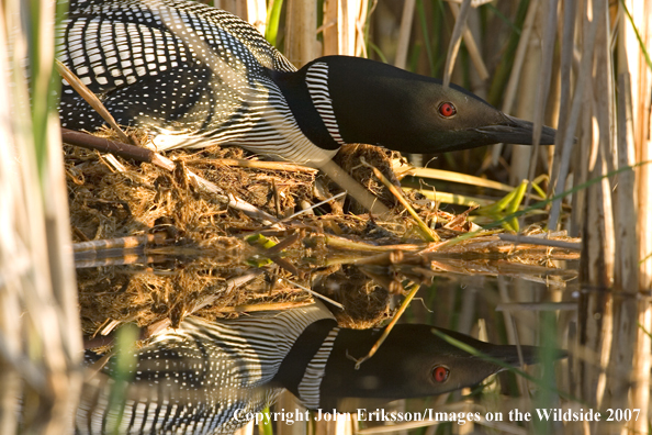 Loon sitting on nest