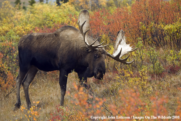 Bull Moose in Habitat