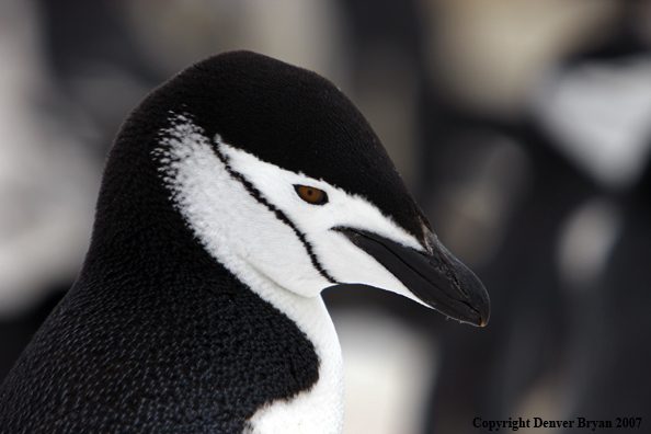 Chinstrap penguin in habitat