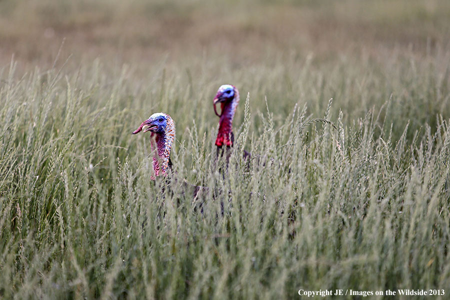 Rio Grande Turkeys in habitat. 