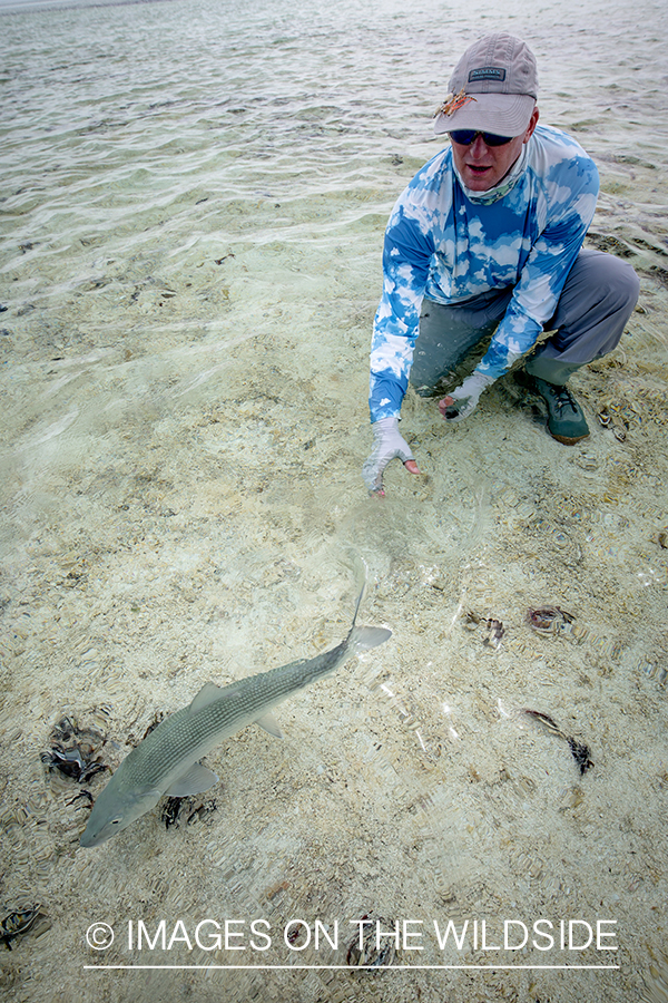 Flyfisherman releasing bonefish.