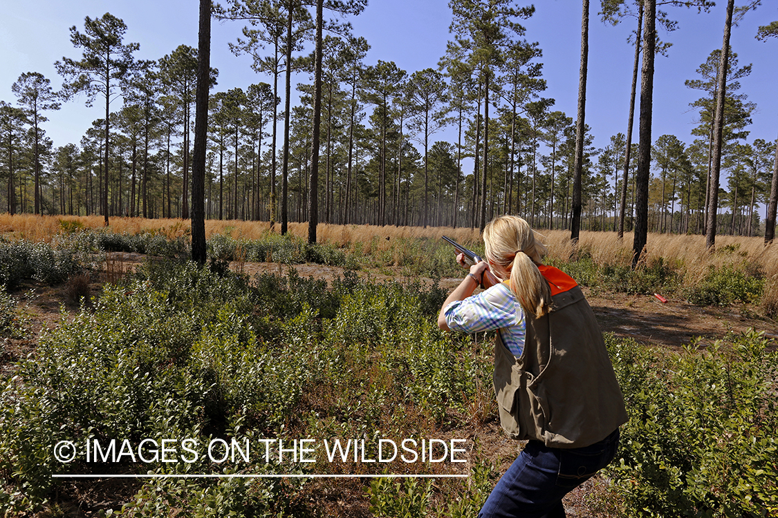 Woman upland game bird hunter shooting at flushed bird. 