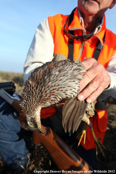 Upland game hunter with Erkel. 