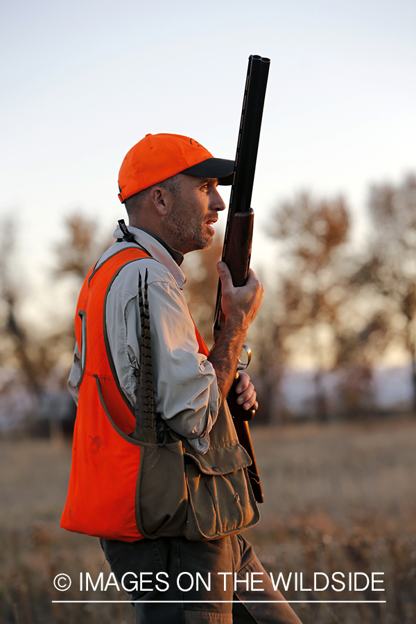 Pheasant hunter in field.